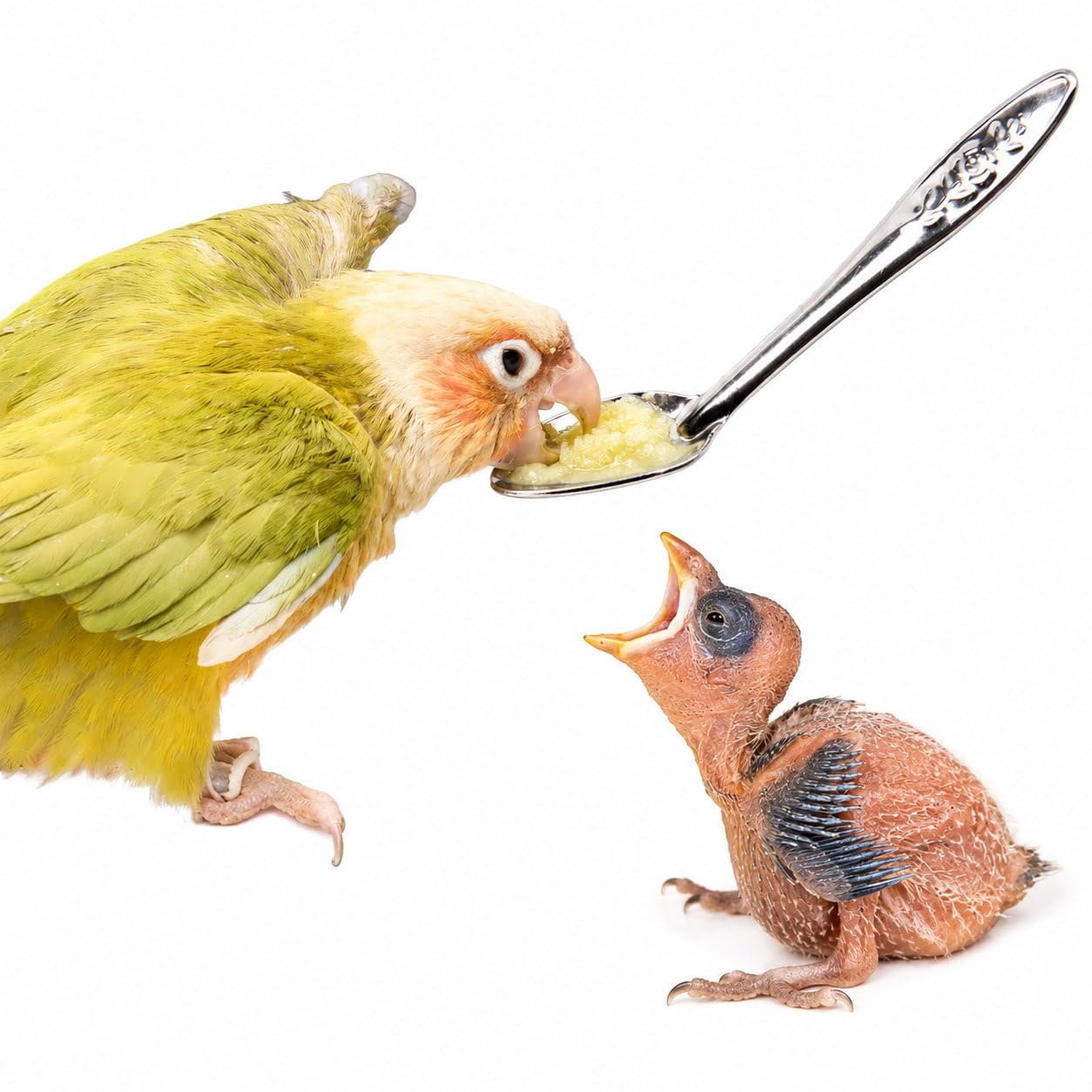 【なお】鳥の餌セット Amazon | Nikkashop 鳥用 給餌スプーン ステンレス ヒナ鳥 挿し餌