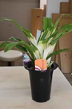 Amazon|おもと5号サイズ 鉢入り万年青 縁起物オモト 観葉植物 Amazon|おもと5号サイズ 鉢入り万年青 縁起物オモト 観葉植物