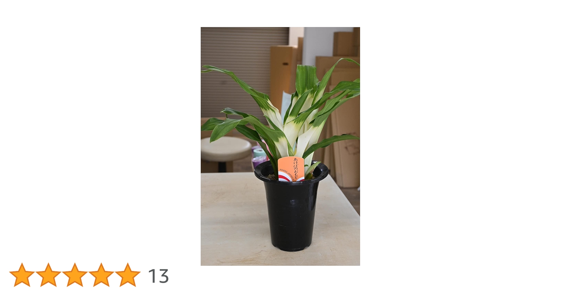 Amazon｜おもと5号サイズ 鉢入り万年青 縁起物オモト 観葉植物