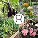 100 Stück Pflanzenclips, Pflanzenclips Kletterpflanzen,Wiederverwendbar Pflanzenklammern,Pflanzen Klammern, Klammern Pflanzen, Blumenklammern, Klammernfür PflanzstäBe,Rankhilfe,Pflanzenclip Klein