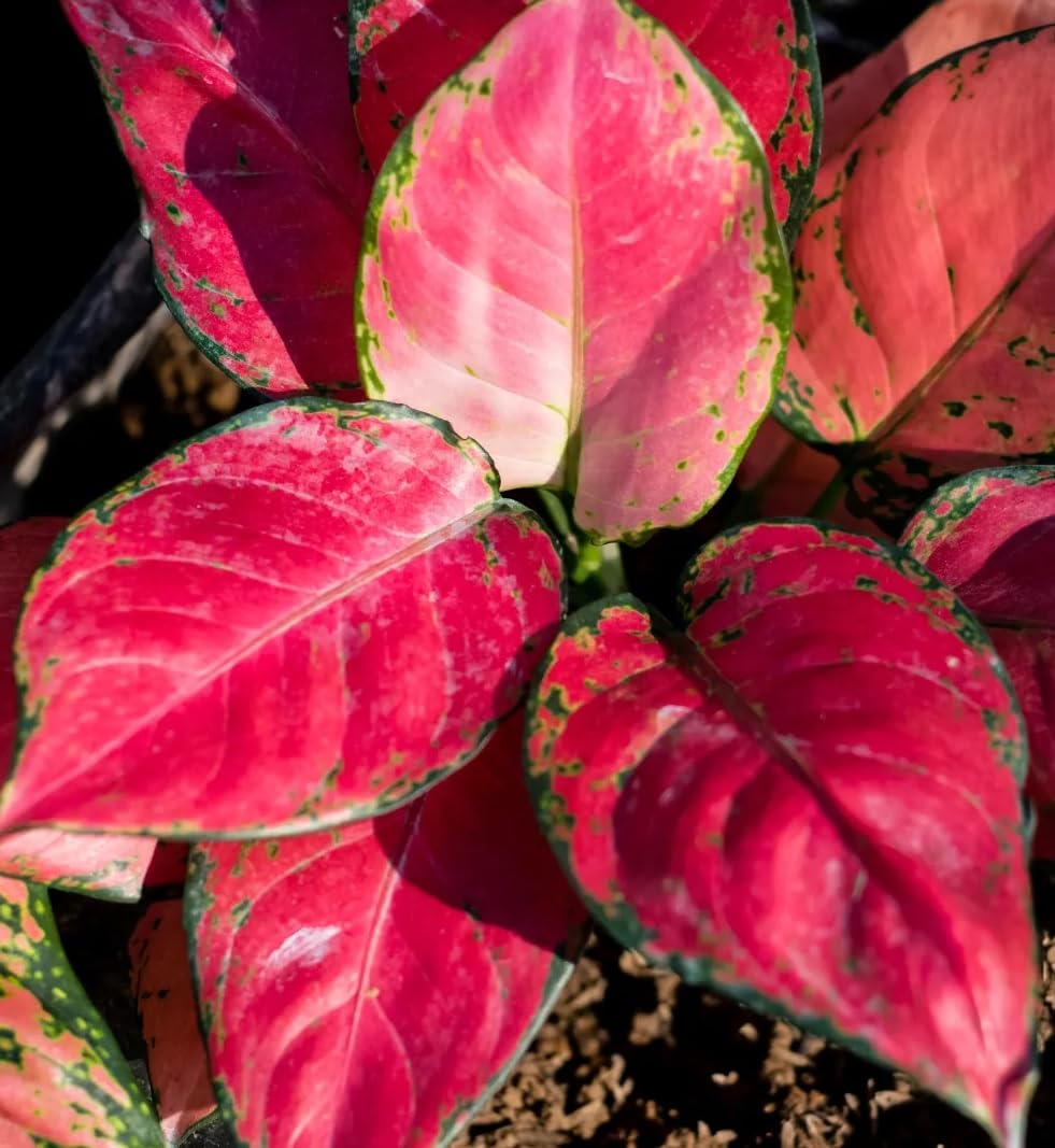 The Four Seasons Aglaonema Red Anyamanee Rare Imported Variety Natural Live Plant in Pot