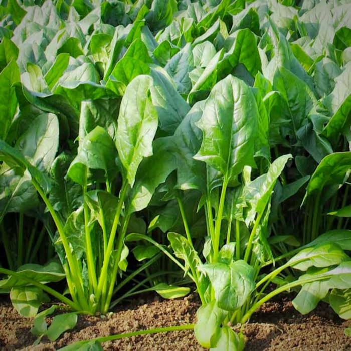 Image of SK ORGANIC Spinach (Palak) Seeds for Cultivation - microgreens garden vegetables (3KG)