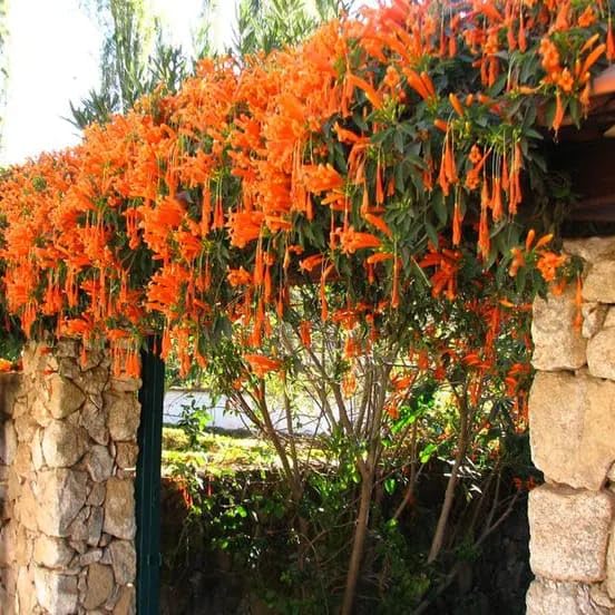 Flame Vine Rare Plant | Golden Shower Vine | Pyrostegia Venusta (Flame Creeper) | Fast Growing Flowering Climber | Bright Orange Blooms | Outdoor Garden & Balcony Plant Brings Your Private Space-image-28