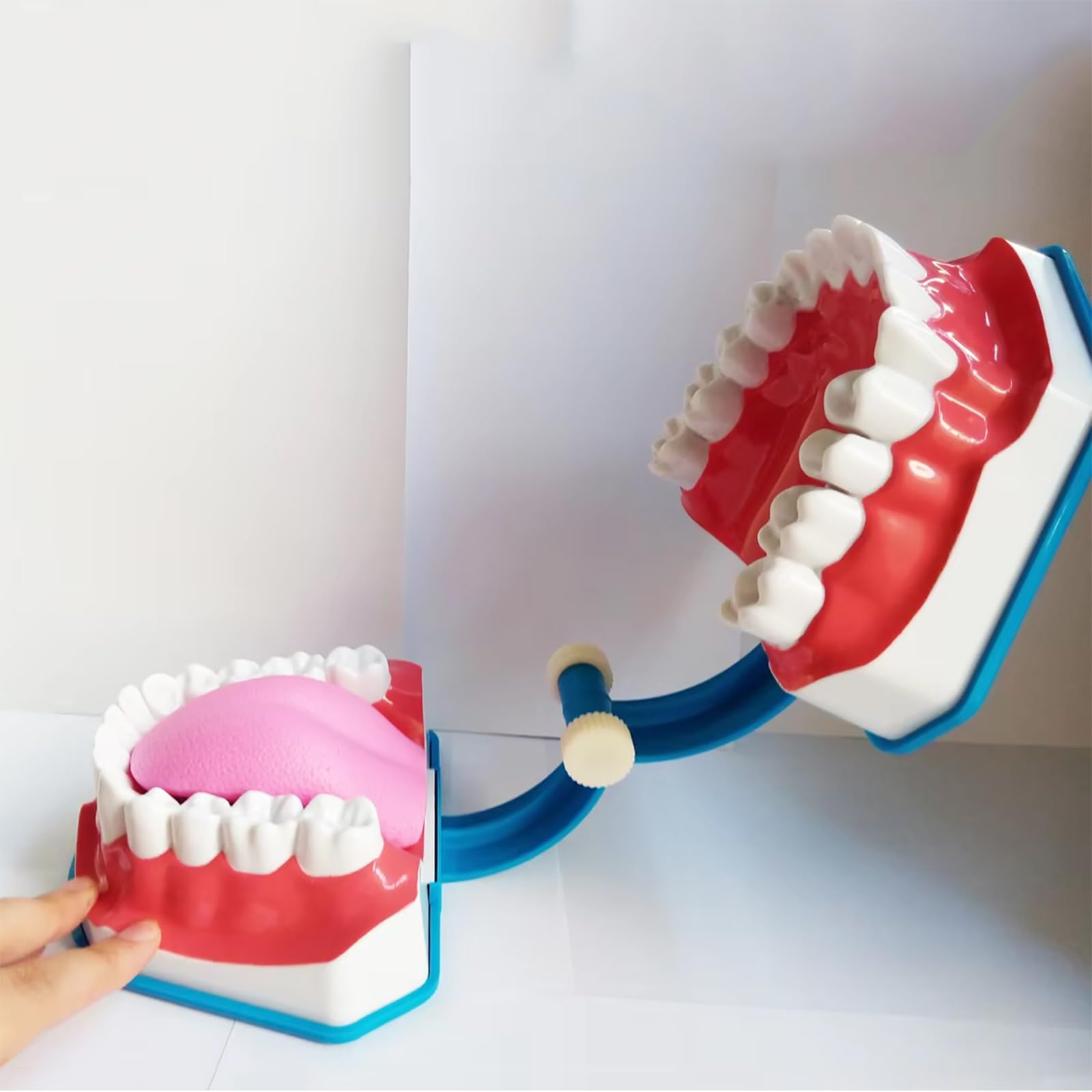 Modello Standard Per Studio Odontoiatrico, Modello Per Denti Dentali 2 Volte Grandi, Forniture Per Studio Odontoiatrico Per Bambini Con Lingua Rimovibile, Angolo Di Apertura Di 180°, Per Scuole