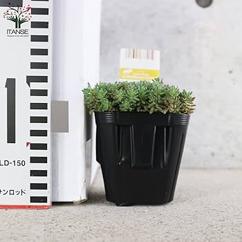 Amazon.co.jp: セダム・ルベンス リザード 3号ポット 2個セット【品種