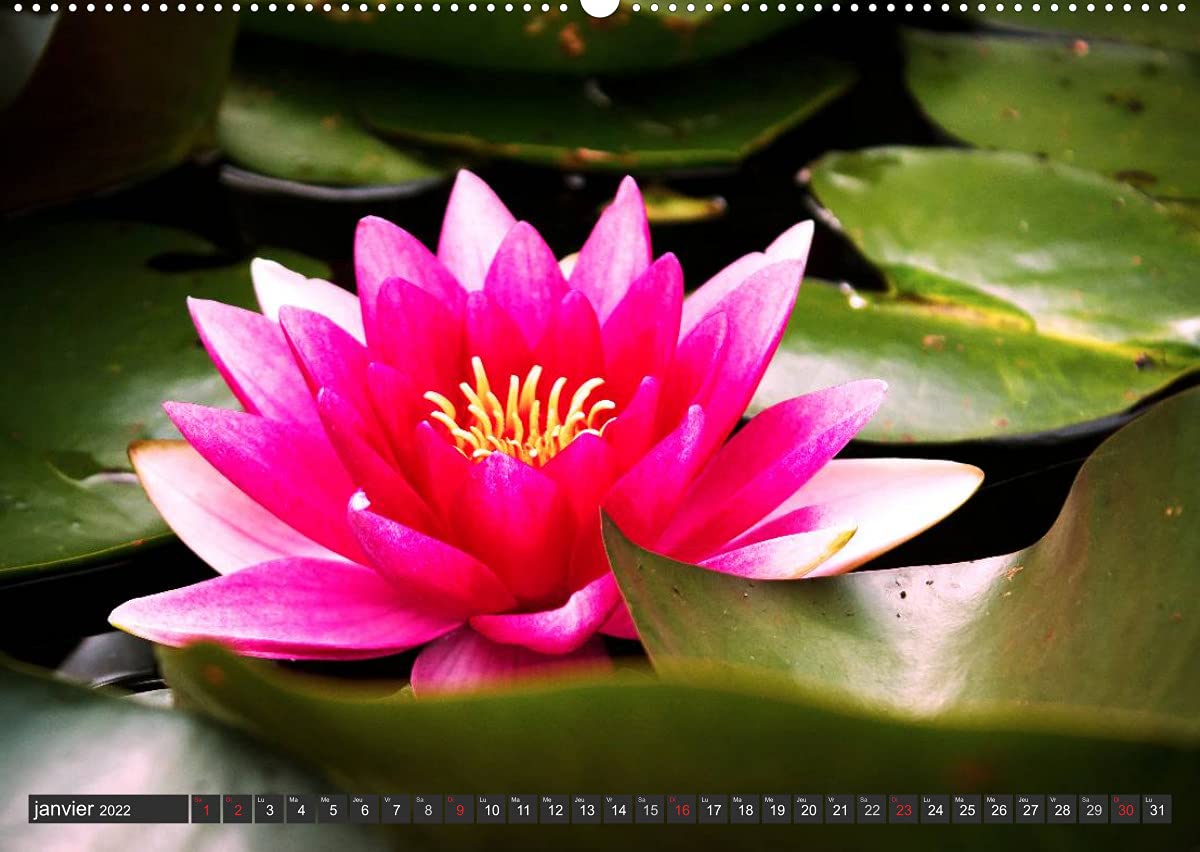Contemplation florale (Premium, hochwertiger DIN A2 Wandkalender 2022, Kunstdruck in Hochglanz): La contemplation d'une fleur est un des premiers ... de notre âme. (Calendrier mensuel, 14 Pages )
