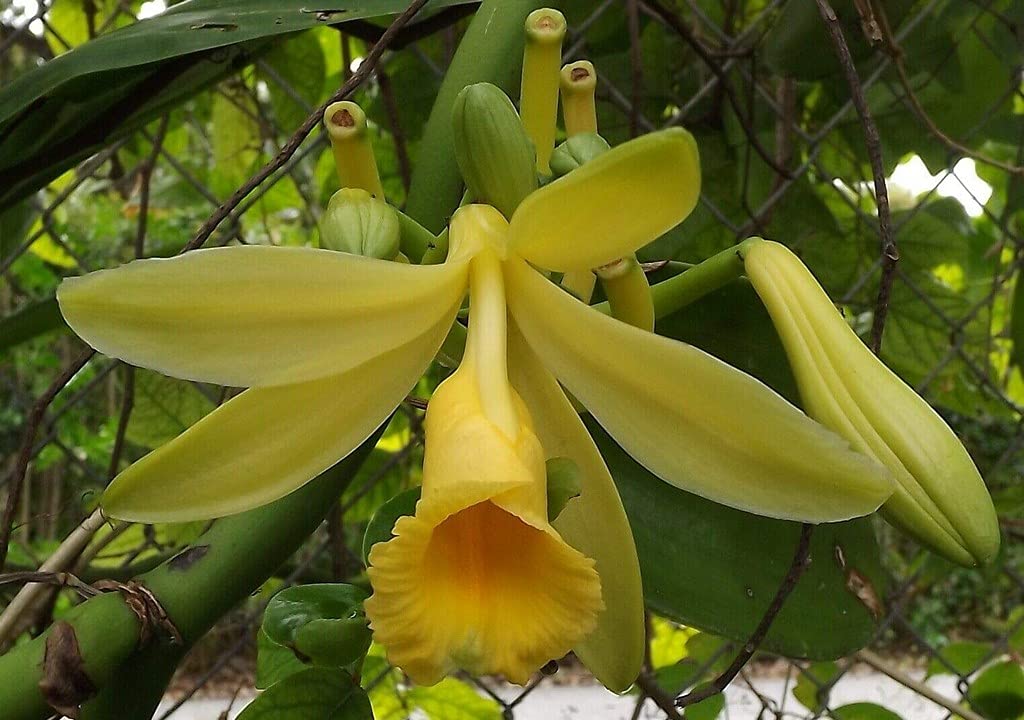 Creative Farmer Vanilla Orchid Plant Planifolia Bean Herbal Plants Live For Home Garden Vanila (Healthy Plant) (PLANT-171-VANILA|465YKA@) (B09HCQNTMH) Amazon Price History, Amazon Price Tracker