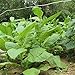 clifcragrocl Semillas orgánicas de Virginia, tabaco, Heirloom, 30 unidades