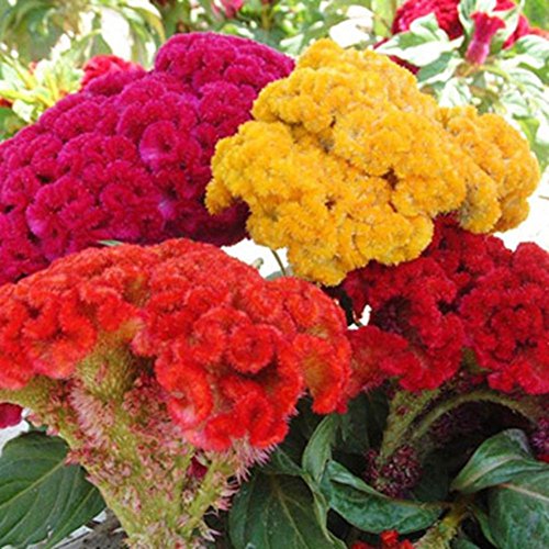 100 semi Comune Cresta di gallo Celosia Cristata Fiore