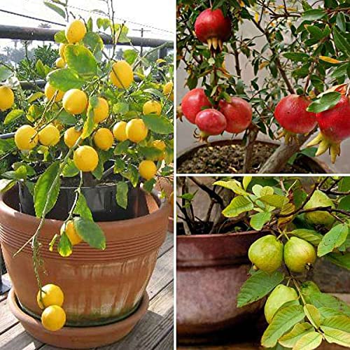Mphmi Plantslive Top 3 Fruit Plants to Grow in Pots Pomegranate, Annar, Guava, lemon grafted plants (B09NBT4SMS) Amazon Price History, Amazon Price Tracker