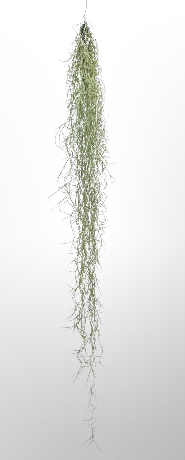 Trendyairplants - Lot de 3 Plantes Aériennes Réelles Tillandsia avec Coquilles d'Oursin Alfonso - Décoration Naturelle Intérieure - Purificateur d'Air - Facile d'Entretien - Cadeau Original