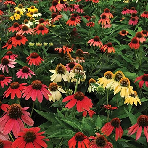 Echinacea Samen Kaufen Die 15 besten Produkte im Vergleich