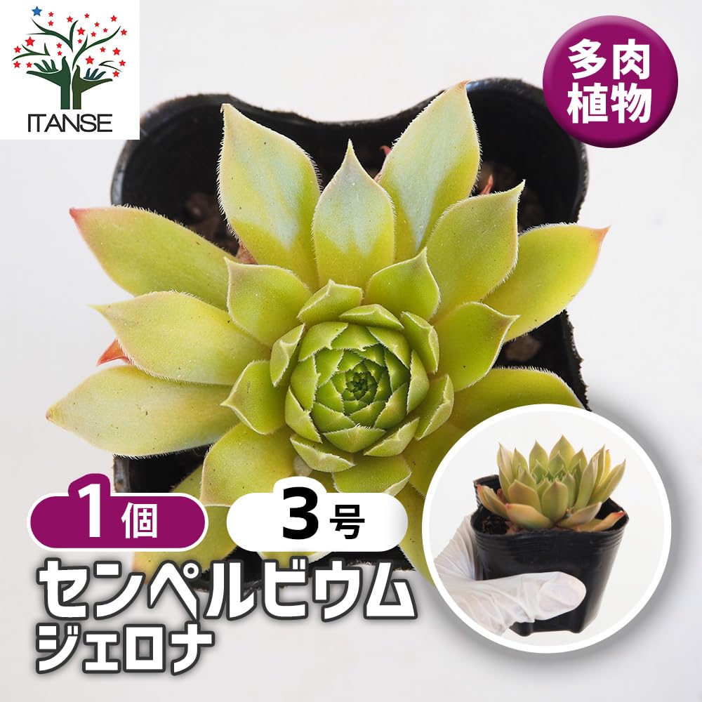 Amazon｜ITANSE センペルビウム ジェロナ 3号 1個売り 多肉植物