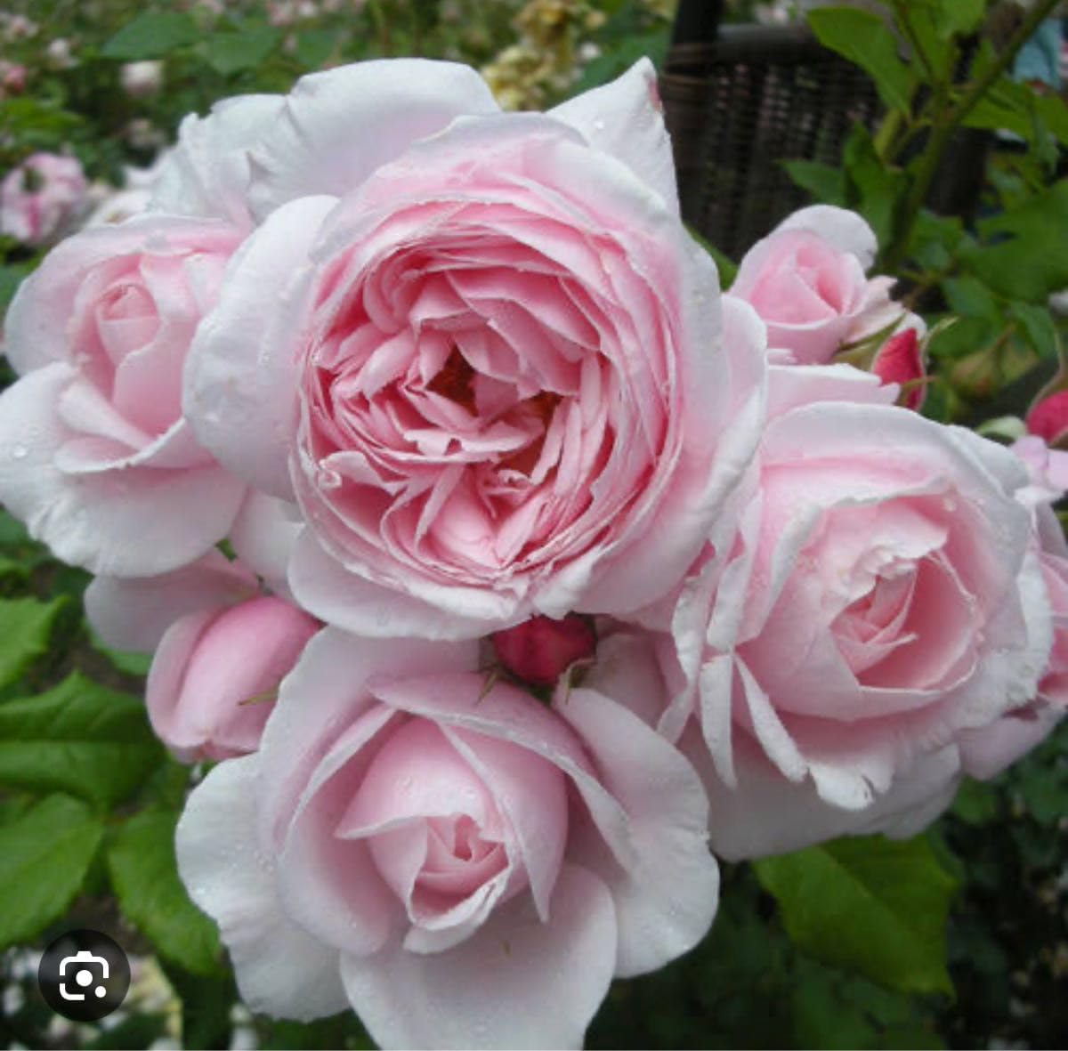 Amazon.co.jp: バラの苗 薔薇 挿し木苗 : ホビー