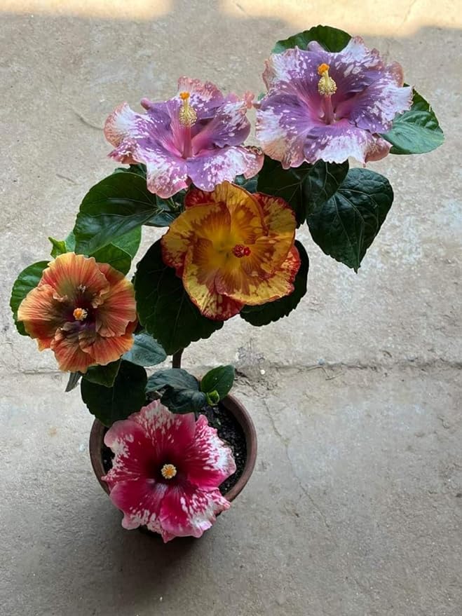 NANDINI GARDEN 6-8 Colour Multi Grafted Hybrid Variety Hibiscus Rose Mallow Joba Flower Live Plant 1.5-2 Ft Without Pot