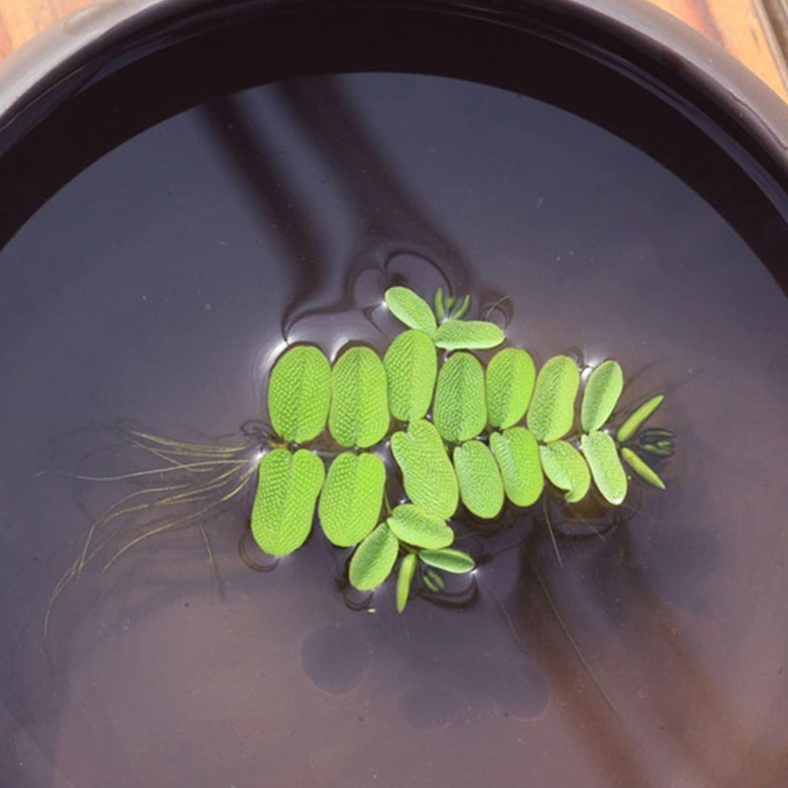 Rotyroya 100 unids/bolsa semillas de hidrófitas DIY jardín verde decorativo primer plano semillas de hierba de agua de acuario para el jardín del hogar B