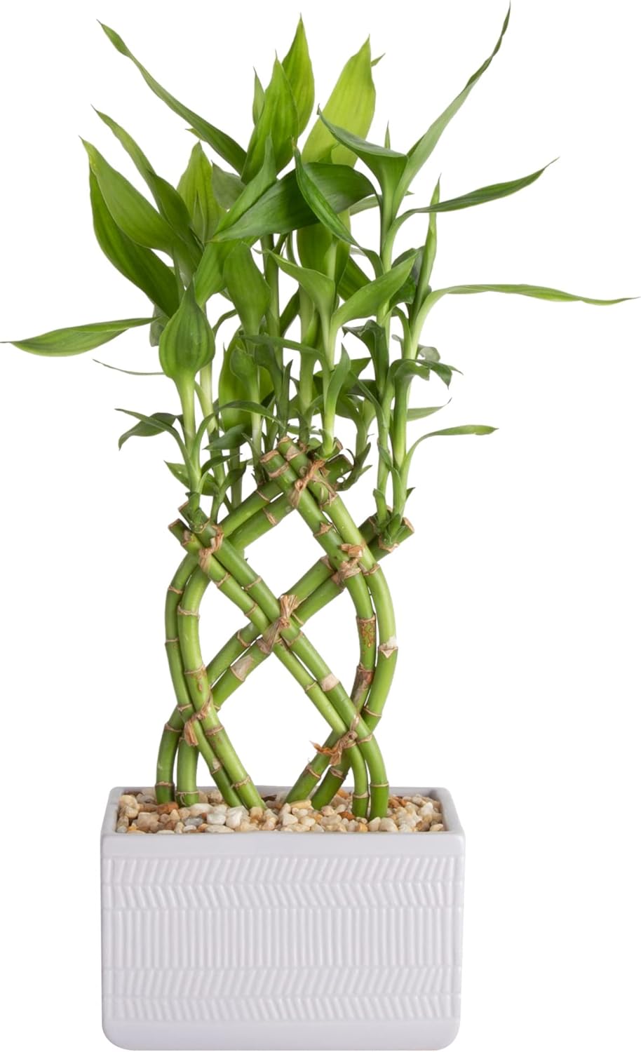 Costa Farms Lucky Bamboo Live Indoor Tabletop Plant in Modern Home Decor 5inch Gray