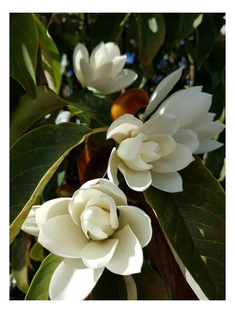 Magnolia grandiflora gallisoniensis pianta in vaso ø30 cm h 100/120 cm Vivaio di Castelletto