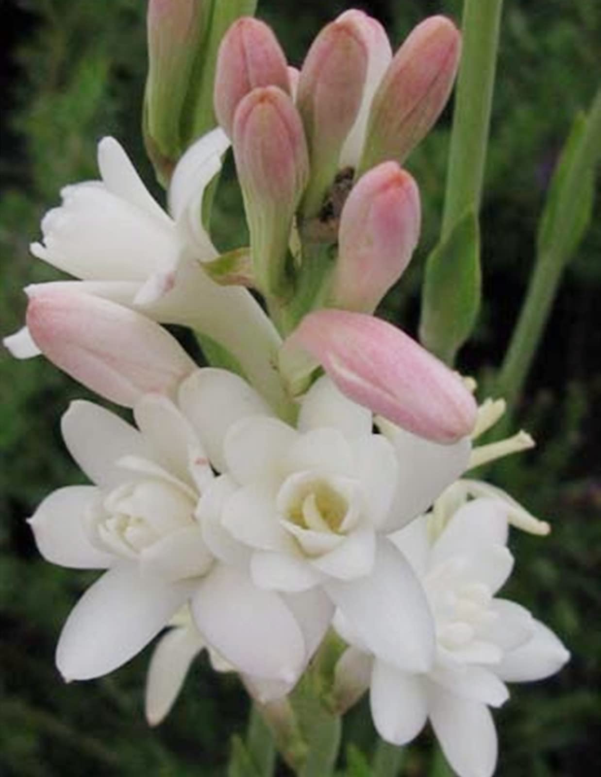 Diversi colori, a crescita rapida, ideale tuberosa, molto esclusiva, decorazione da giardino, decorazione da giardino, per esterni, regali sostenibili, 15Tuberose -C