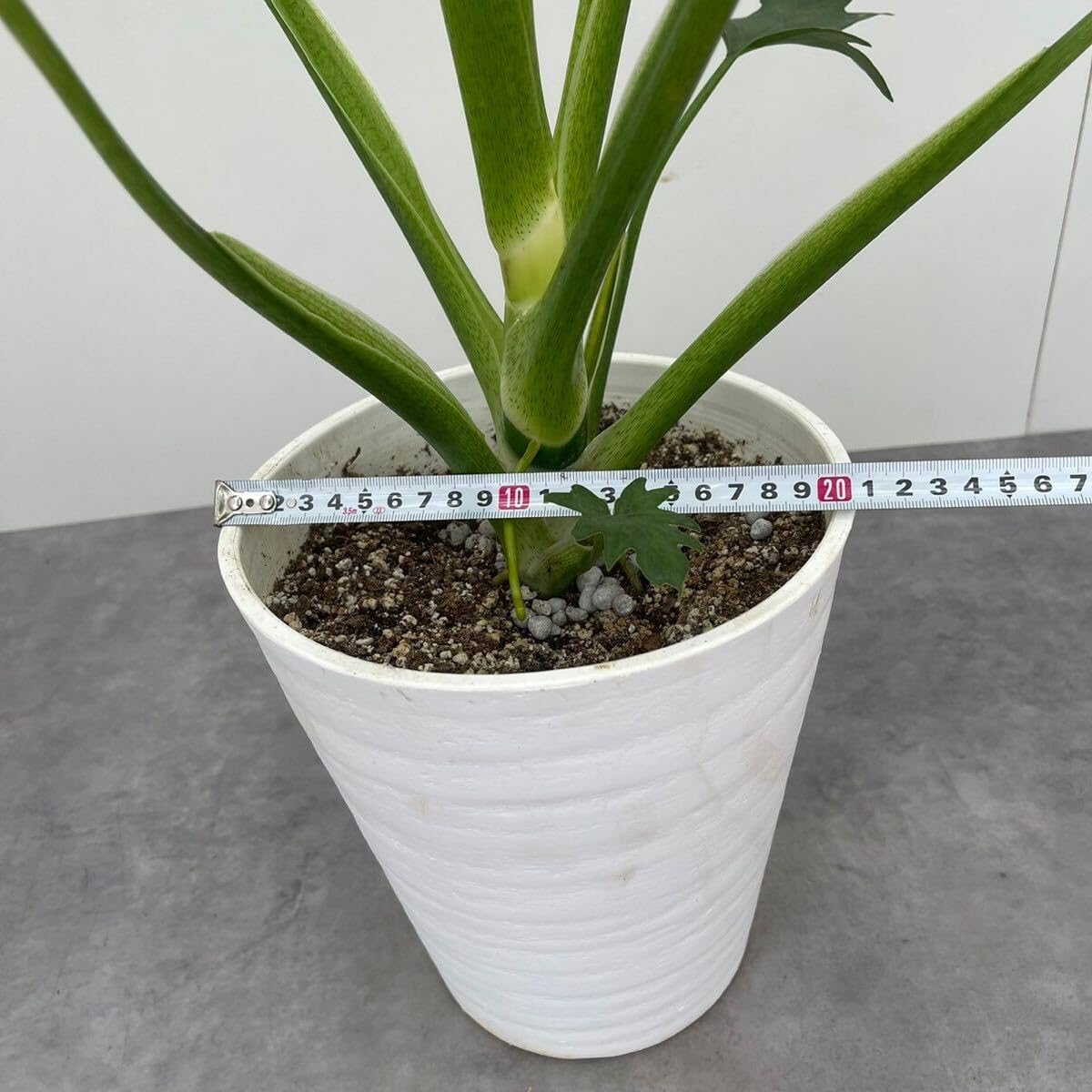 78 フィロデンドロン ワルセヴィッチ ワルスセウィクジー 斑入り 78