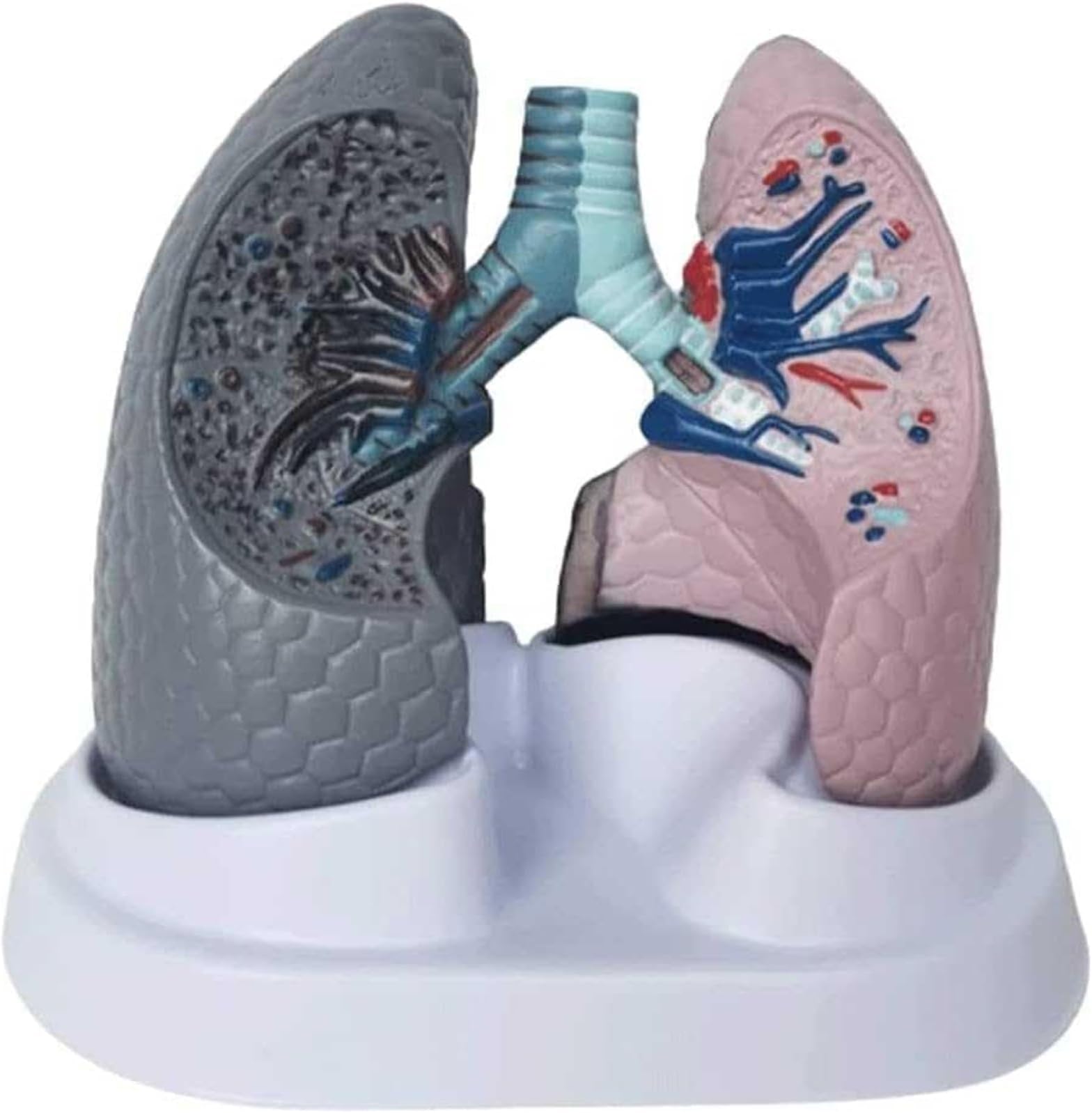 Anatomy Model, Human Lung Model, Life Size Smoking and Normal Lung Models, Pathological Model Teaching Tool, Lung Anatomy Model for Smoking Education.
