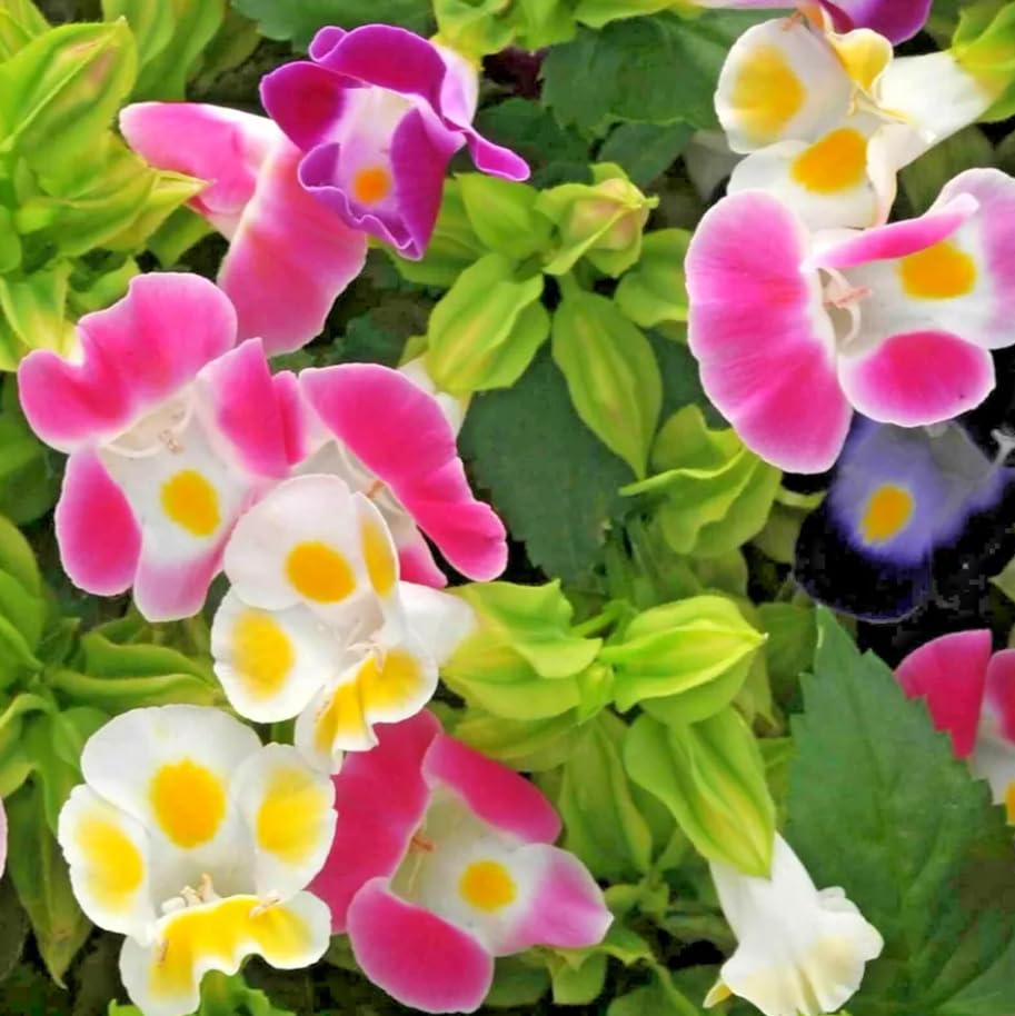 1 Pack of 12 SEEEDS TORENIA FOURNIERI - F2 Mixed