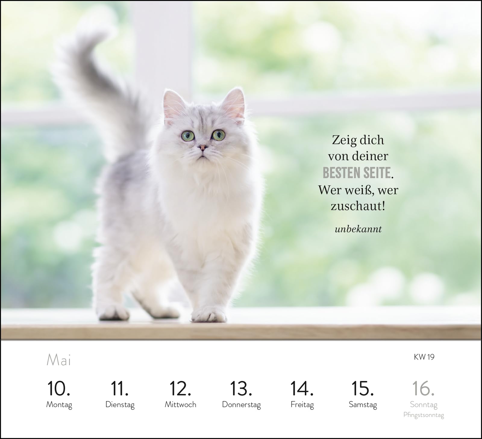 Wochenkalender 2027: Kluge Katzen: Katzenkalender zum Aufstellen mit Wochenkalendarium, Tischkalender für Katzenfreunde