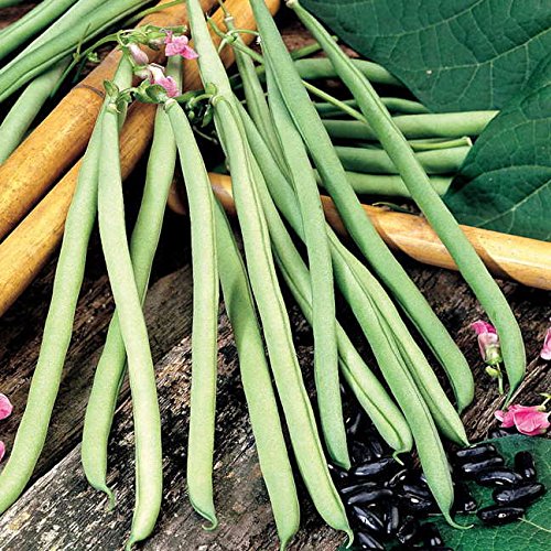 Park Seed Cobra Pole Bean Seeds – French Climbing Variety