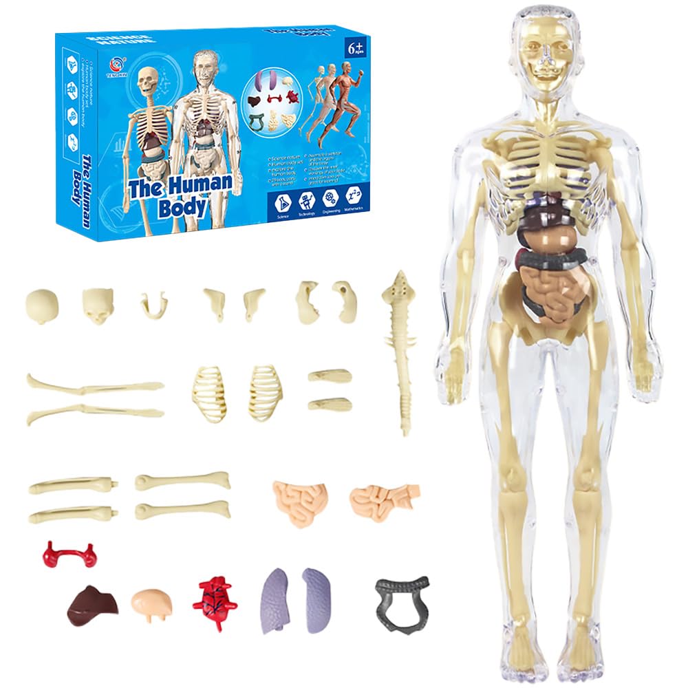 JYQOQH Human Body Model for Kids,Human Anatomy Kit Glow In The Dark,Clear Human Body Structure Model,Removabl Human Torso Anatomy Model with Organs,3D Removable Torso,Human Body Science Kit