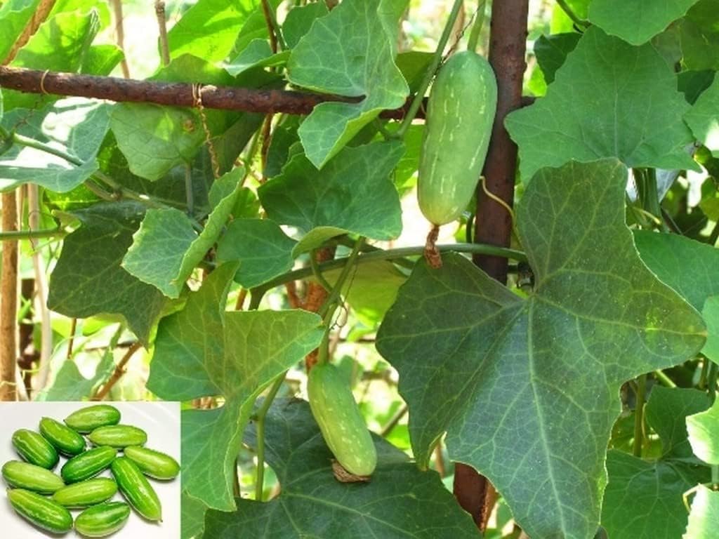 Ivy gourd plant live || live plant for ivy gourd pack of 1 (B0CKBVRJ23) Amazon Price History, Amazon Price Tracker