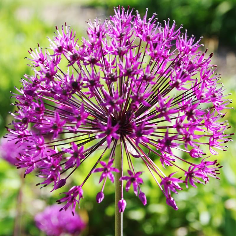 Purple Sensation Allium - Allium aflatuense Flower Bulbs - 5 Bulbs per Pack - Attracts Butterflies...