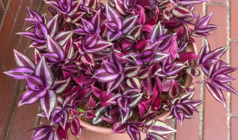 Amazon.com : 6 Purple Zebra Wandering Jew Plant Cuttings : Patio