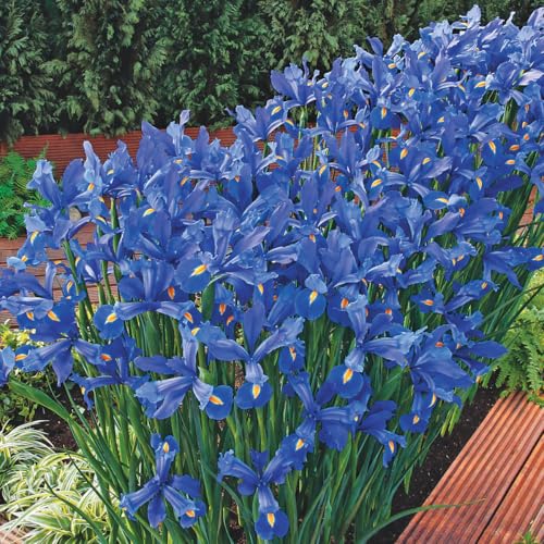 Direct Gardening - Discovery Dutch Iris Summer Flowering Dormant Bulbs 50 per Offer
