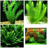 Aquatic Discounts - 3 Different Live Aquarium Plants - Anacharis + Hornwort + Java Fern BUY2GET1FREE