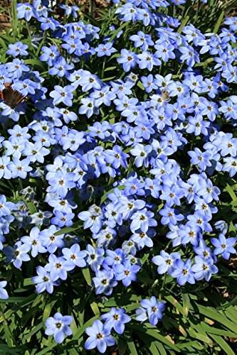 Caribbeangardenseed 25- Bulbs- Ipheion - uniflorum 'Rolf Fiedler' - Spring Star Flower