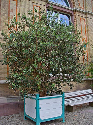 10 Pineapple Guava Fruit Brazilian Or Fig Guava Flower Pink Red Tree Shrub Seeds #TOP2