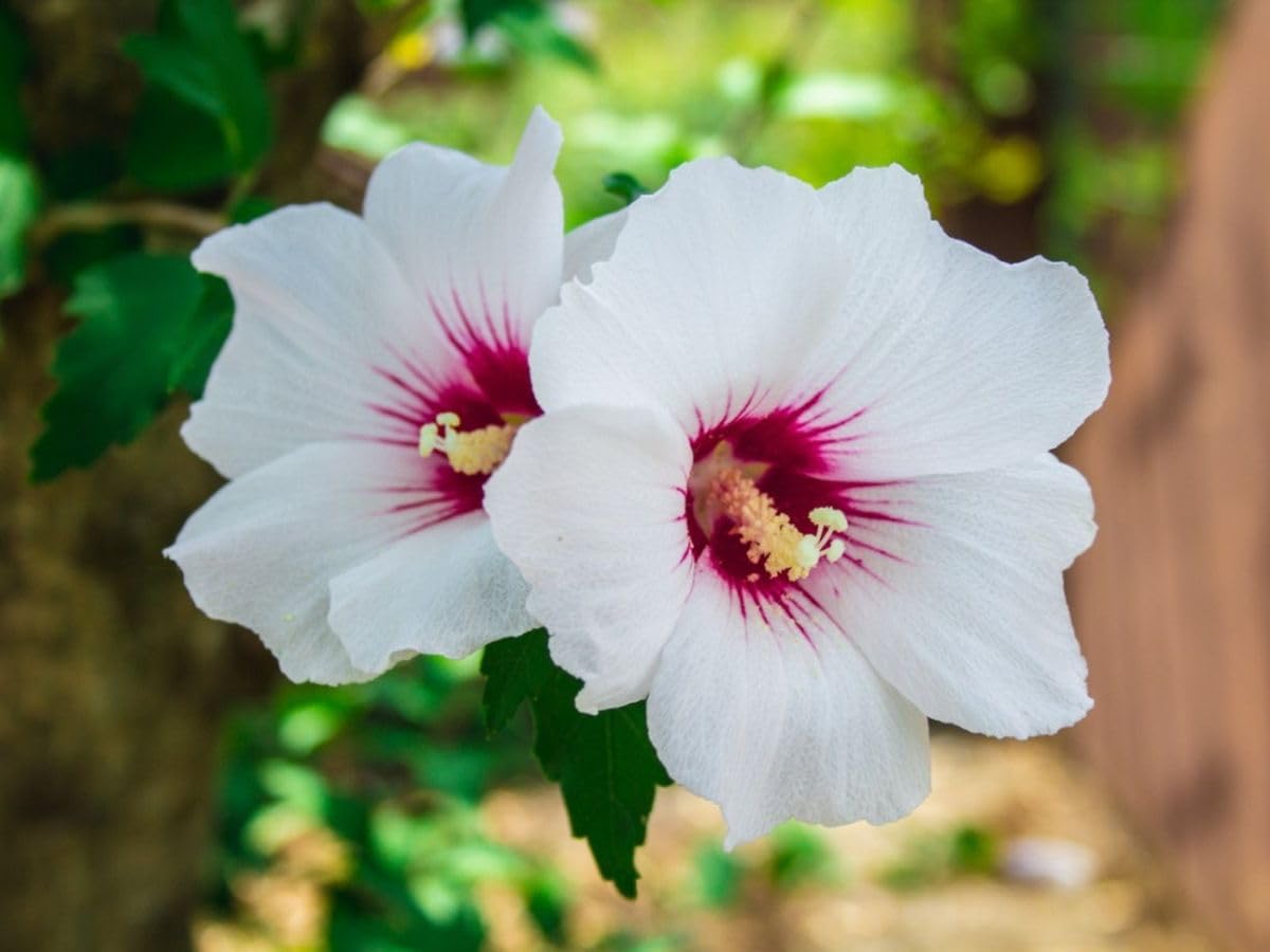 Manjuu Hybrid Hibiscus Grafted Live Plant Rose Mallow Multi Colour Bi colour Double Colour Joba Flower Live Plant Chinese Hibiscus China Rose Shoeblack Plant Bloom in 1 month Code - ManjuuHibiscus187-image-17