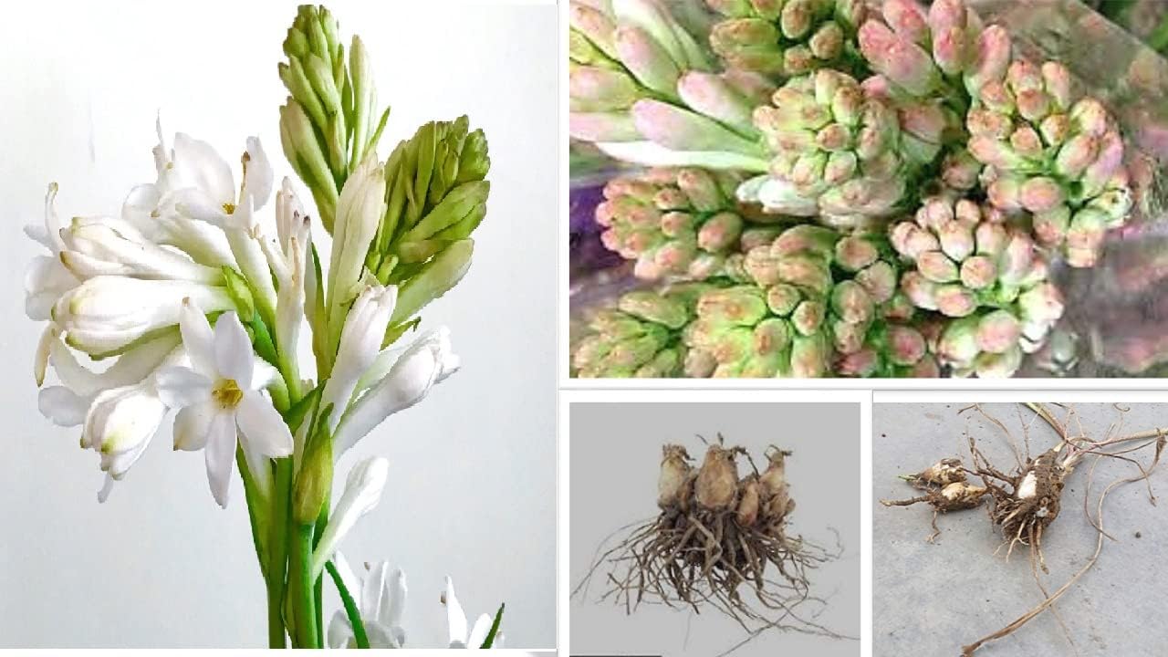Variety House Polianthes Tuberose White Flower Bulbs (15 Bulbs in Each Pack) ONE of The Most Popular Flower Bulbs for Summer Seasons, Sold by Variety House