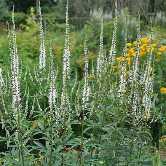 6x Veronicastrum bianco - Veronicastrum virginicum 'Album' - Vaso 9x9 cm - perenne alta rustica fioritura bianca giardino
