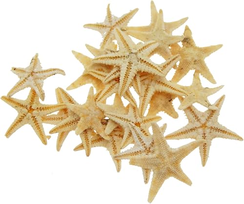 Miniatura 6 de Julie Wang 20 piezas de 0.2-0.5 pulgadas pequeñas pequeñas estrellas de mar naturales en miniatura micropaisaje, playa, boda, adorno náutico,
