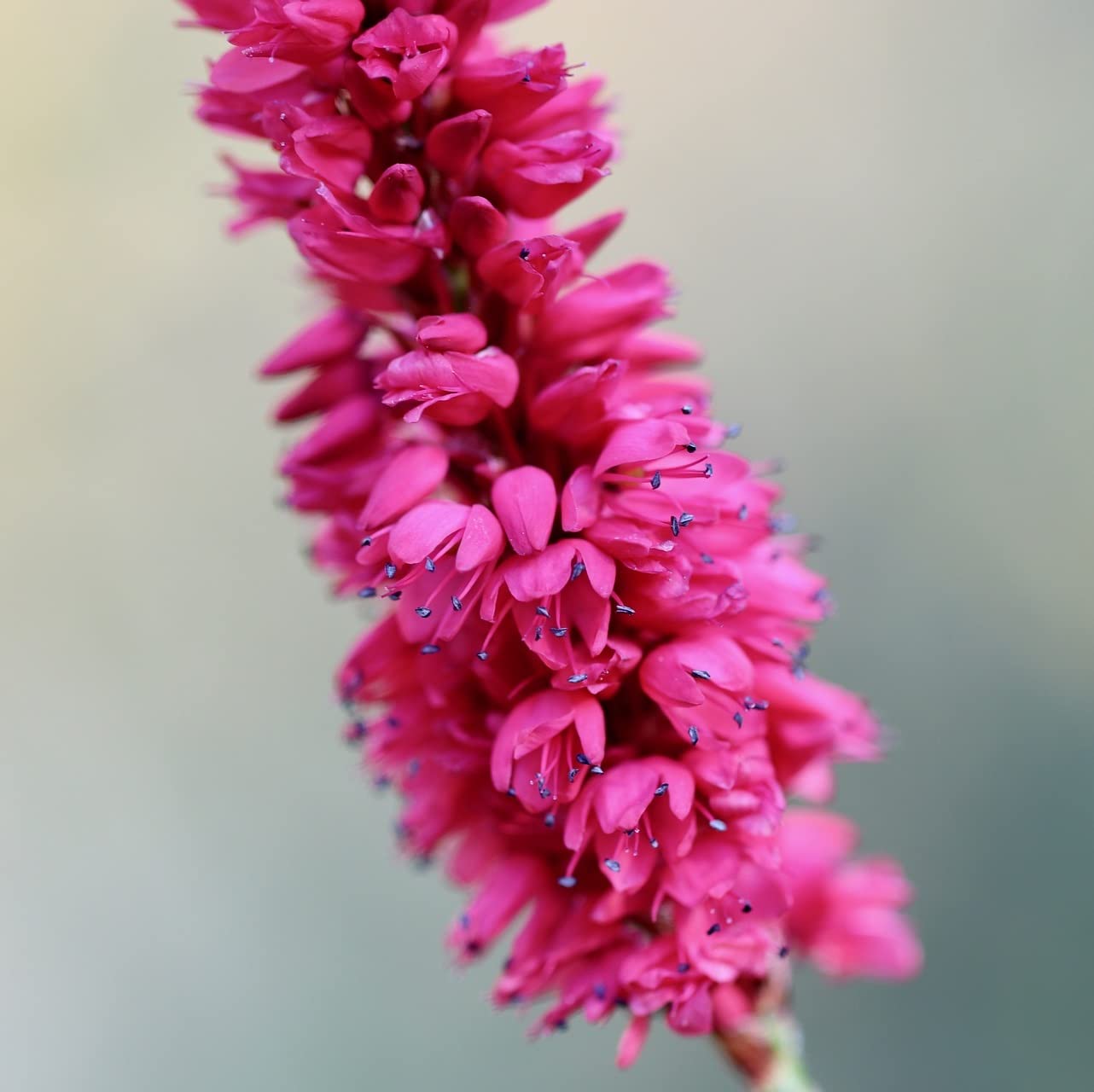 12 unità Persicaria Amplexicaulis 'Pink Elephant' - Persicaria, Knotweed 'Pink Elephant' Vaso 9x9cm ±1 m² - Persicaria con Fiori Rosa e Crescita Rigogliosa