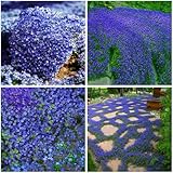 Mixrug 9998+ Blue Woolly Thyme Seeds for Planting,Perennial Blue Creeping Thyme Seeds Ground Cover,Drought Tolerant Path Edging Thym Seed Evergreen Silver Foliage for Stone Pathways