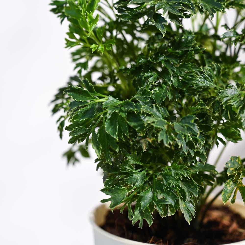 Ugaoo Aralia Golden Plant - Self Watering -2
