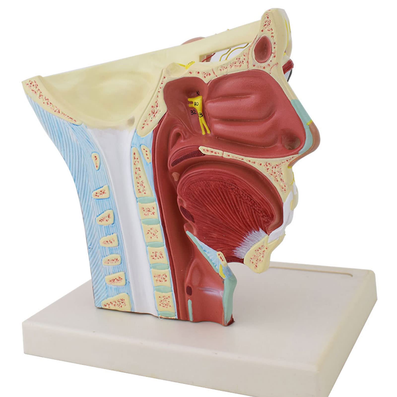 Model anatomiczny ludzkiego mózgu jamy nosowej gardło głowa model czaszkowo-mózgowy model naczynia tętnicy mózgowej do nauczania materiałów medycznych