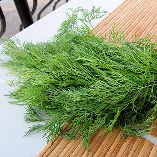 Miniatura 8 de Semillas Hierba Eneldo Arbusto Gigante 30 Días Verde - 2000 Semillas