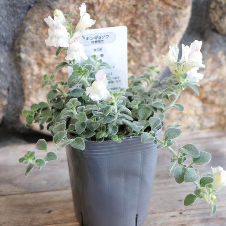 お花　寄せ植え　金魚草 Easy] I made a winter planting using 98 yen seedlings that I