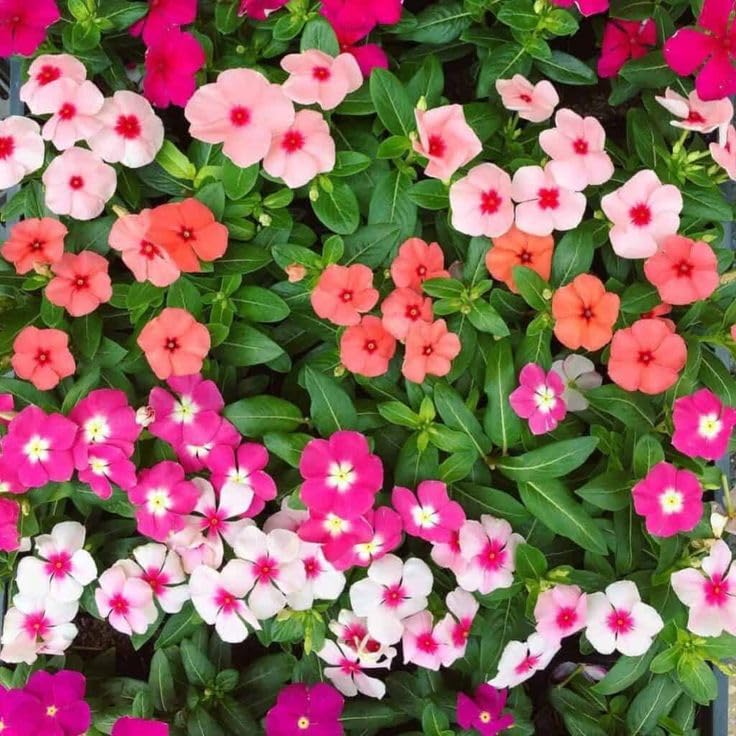 Vinca/Nayantara Mixed Color Flower Seeds (30 pcs) – Imported Premium Quality | Ideal for Home Pot, Garden & Balcony – Low Maintenance & Fast Growing S_1-image-23