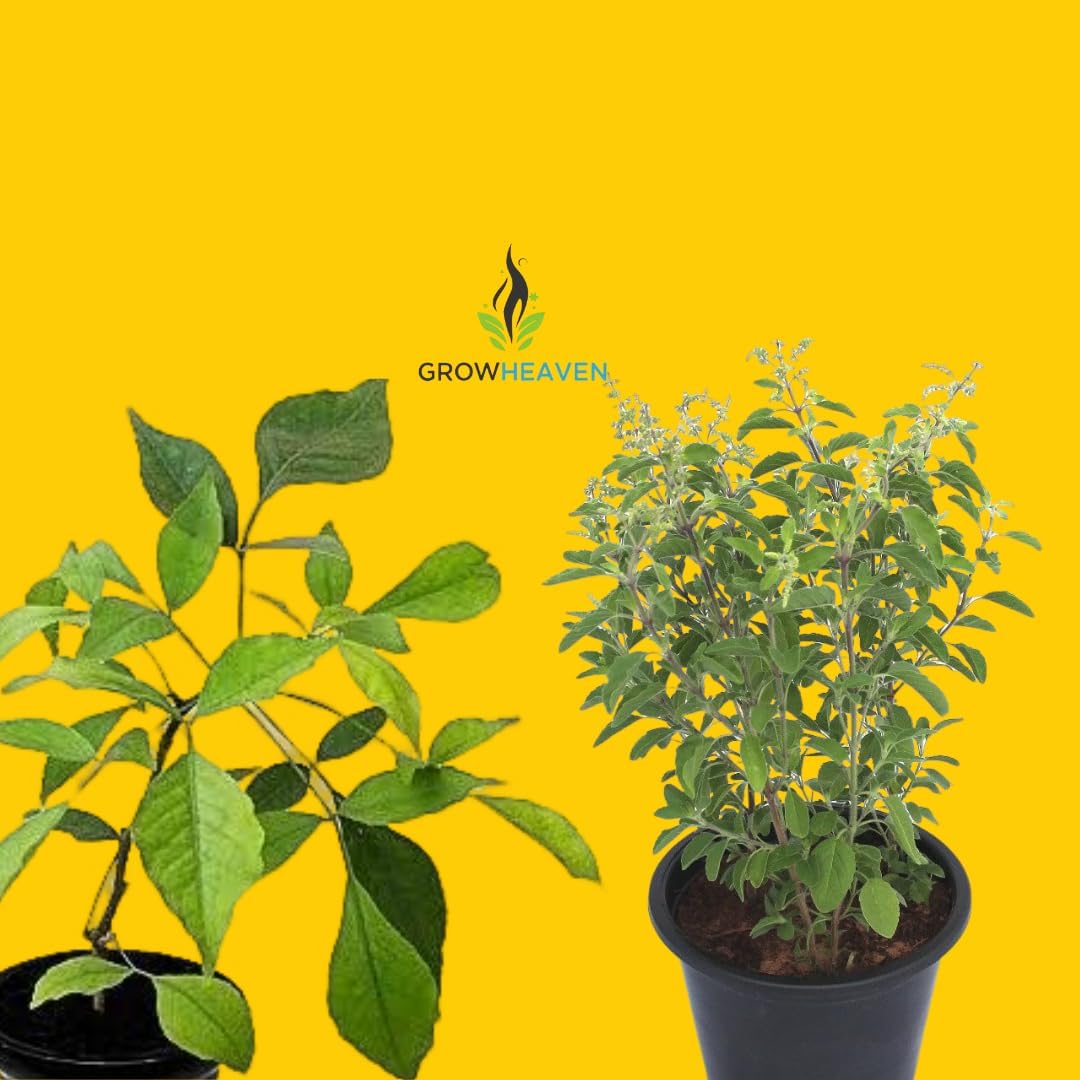 GrowHeaven Live Bel Patra plant With Live Ayurvedic Rama Tulsi combo Pack - 2 With Black Pot (TULSI + BEL PLANT COMBO)