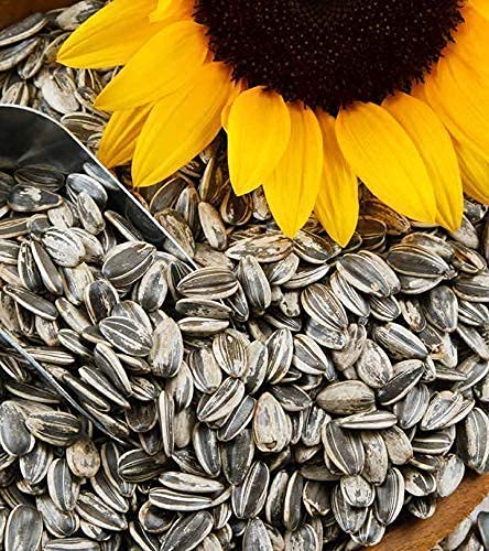 Sunflower Seeds/Imported/Big Size/Large Size Sunflower Seeds for Gray Parrot,Indian Parrot, Macaw,Cockatoo and Exotic Birds (1 KG) (B0833WQKKS) Amazon Price History, Amazon Price Tracker