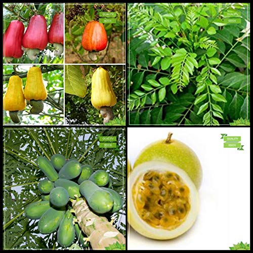 Creative Farmer Gardening Plant Seeds Combo Tree Seeds : Cashew, Curry Tree, Papaya, Passion Fruit - Yellow Fruit Fruit Seeds For Home Garden